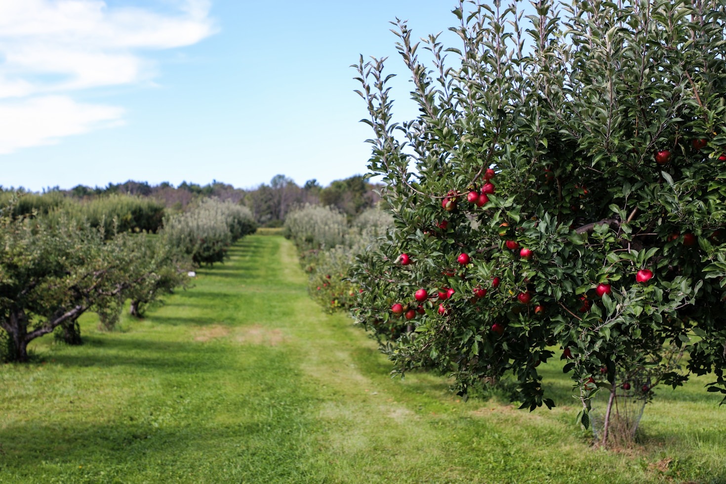 El sabor auténtico de las frutas del Penedès
