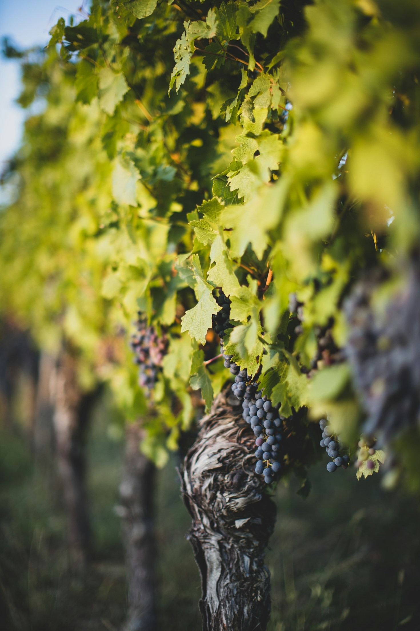 Descubre los vinos jóvenes del Penedès
